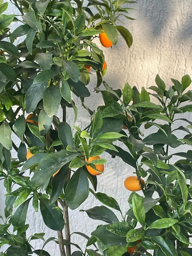 Satsuma House Apartment Bodrum